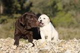 LABRADOR 641